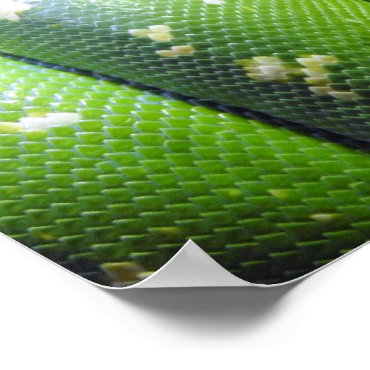 Green Tree Python Poster (Ecke)