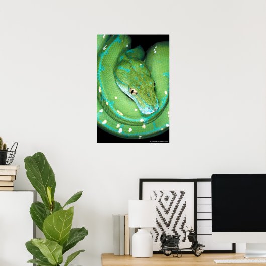 Green Tree Python Poster (Heimbüro)