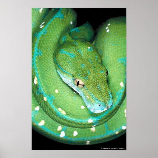 Green Tree Python Poster (Vorne)