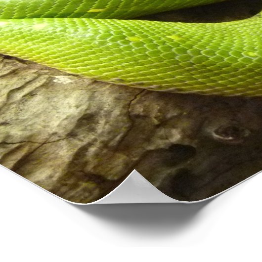 Green Tree Python Poster (Ecke)