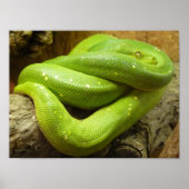Green Tree Python Poster (Vorne)