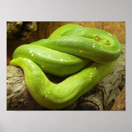 Green Tree Python Poster (Vorne)