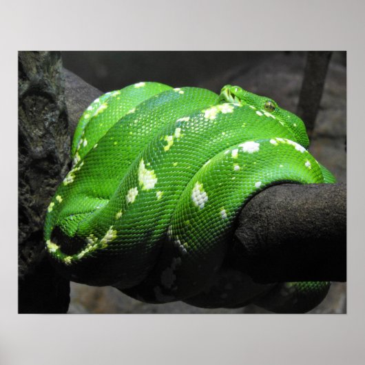 Green Tree Python Poster (Vorne)