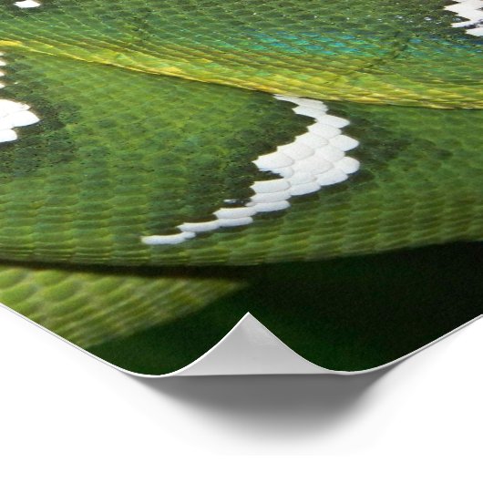 Green Tree Python Poster (Ecke)