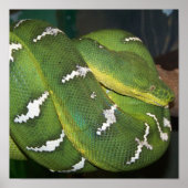 Green Tree Python Poster (Vorne)