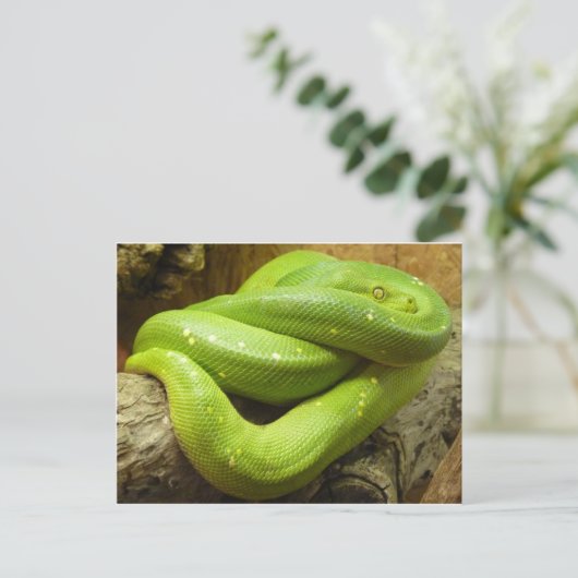 Green Tree Python Postkarte (Stehend Vorderseite)