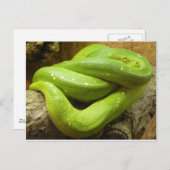 Green Tree Python Postkarte (Vorne/Hinten)