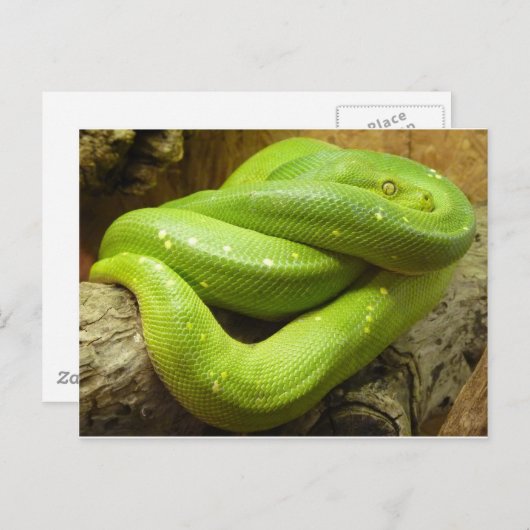Green Tree Python Postkarte (Vorne/Hinten)