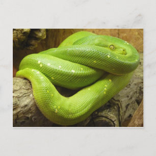 Green Tree Python Postkarte