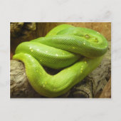Green Tree Python Postkarte (Vorderseite)
