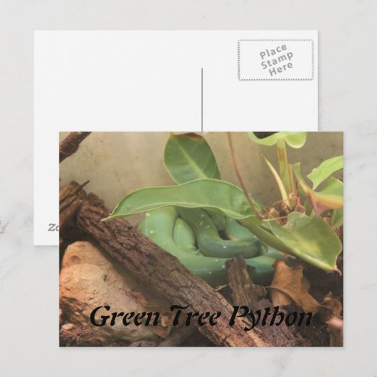 Green Tree Python Postkarte (Vorne/Hinten)
