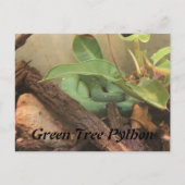 Green Tree Python Postkarte (Vorderseite)