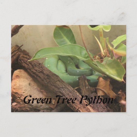 Green Tree Python Postkarte (Vorderseite)