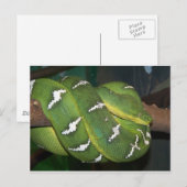 Green Tree Python Postkarte (Vorne/Hinten)