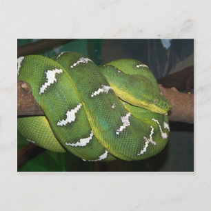 Green Tree Python Postkarte
