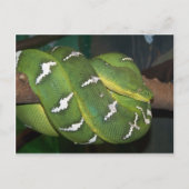 Green Tree Python Postkarte (Vorderseite)