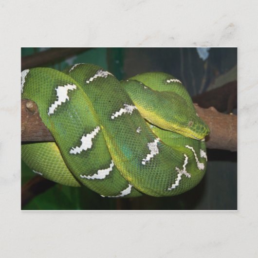 Green Tree Python Postkarte (Vorderseite)