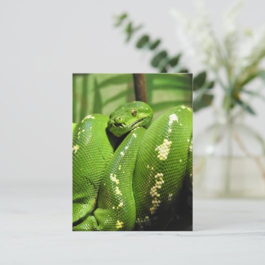 Green Tree Python Postkarte (Stehend Vorderseite)