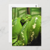 Green Tree Python Postkarte (Vorne/Hinten)