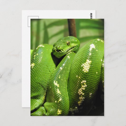 Green Tree Python Postkarte (Vorne/Hinten)