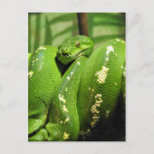 Green Tree Python Postkarte (Vorderseite)