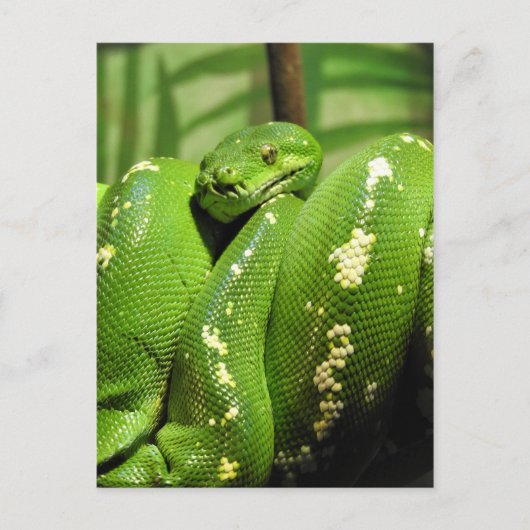 Green Tree Python Postkarte (Vorderseite)