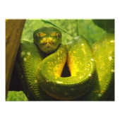 Green Tree Python Print Fotodruck (Vorne)