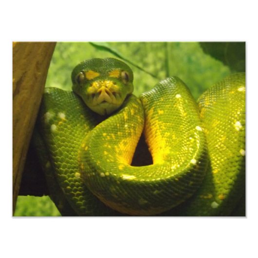 Green Tree Python Print Fotodruck (Vorne)