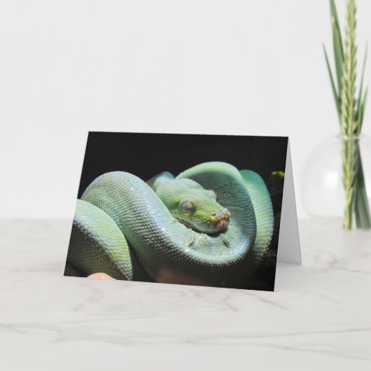 Green Tree Python - Schlangengrüßkarte Karte (Vorderseite)