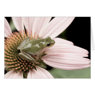 Green Treefrog Card
