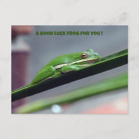 Green Treefrog Viel Glück Postcard Postkarte (Vorderseite)