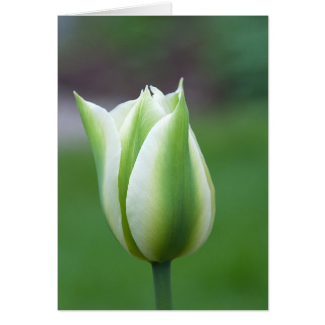 Green Tulip (Vorne)