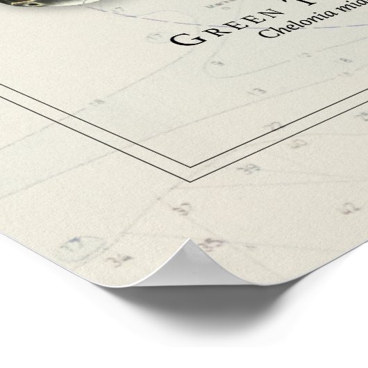 Green Turtle Over Nautic Chart Poster (Ecke)