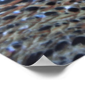Green Turtle Portrait II Poster (Ecke)
