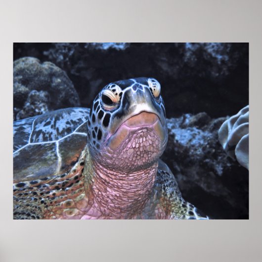 Green Turtle Portrait II Poster (Vorne)