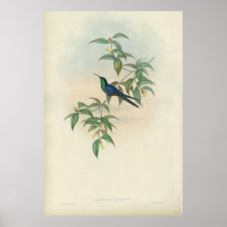 Green und Blue Gould Hummingbird Poster