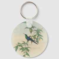 Green und Blue Gould Hummingbird