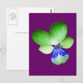 Green und Blue Pansy Postcard Postkarte (Vorne/Hinten)