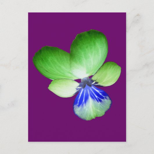 Green und Blue Pansy Postcard Postkarte (Vorderseite)
