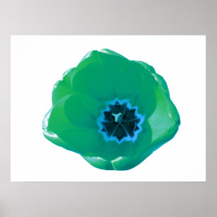 Green und Blue Tulip Poster