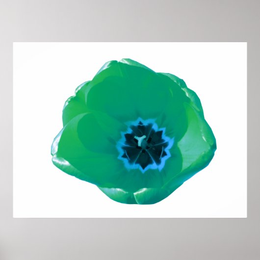 Green und Blue Tulip Poster (Vorne)