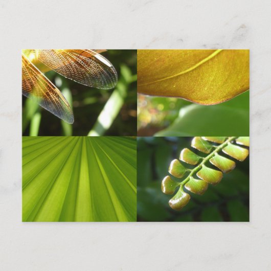 Green und Gold Postcard Postkarte (Vorderseite)