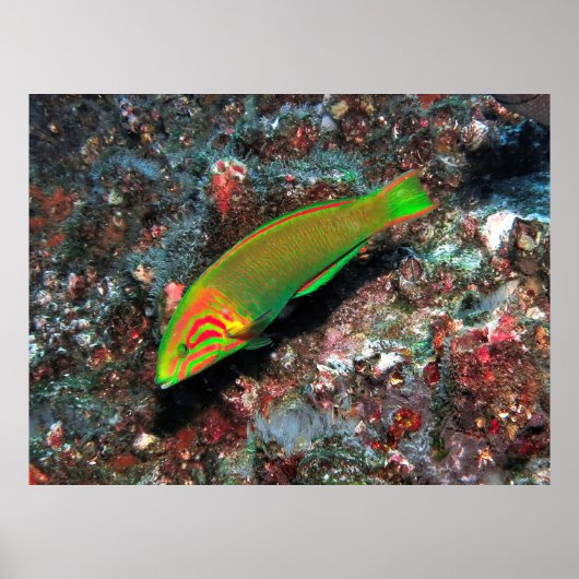Green und Red Wrasse Poster (Vorne)