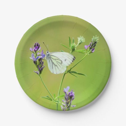 Green Veined White Butterfly Pappteller (Vorderseite)