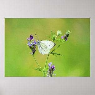 Green Veined White Butterfly Poster