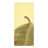 Green Verlass Rack Card Werbekarte (Hinten)