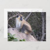 Green Vervet Monkey Nevis, West Indies Postkarte (Vorne/Hinten)