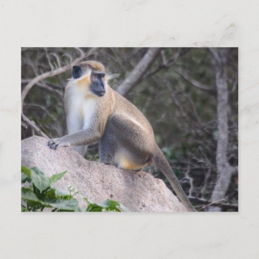 Green Vervet Monkey Nevis, West Indies Postkarte (Vorderseite)