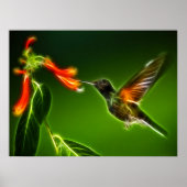 Green Violetear Hummingbird Poster (Vorne)