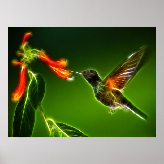 Green Violetear Hummingbird Poster (Vorne)